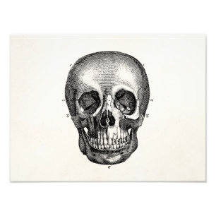 Vintage 1800s Skull Retro Skulls Skeleton Photo Print