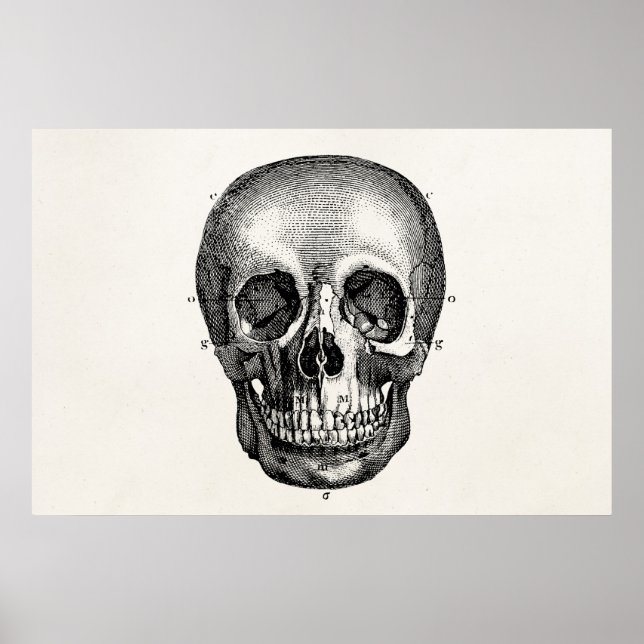 Vintage 1800s Skull Retro Skulls Skeleton Poster (Front)