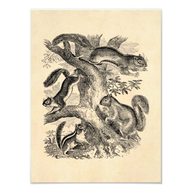 Vintage 1800s Squirrels Illustration - Squirrel Photo Print (Front)