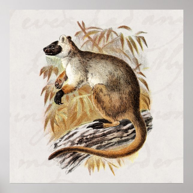 Vintage 1800s Tree Kangaroo Old Kangaroos Template Poster (Front)