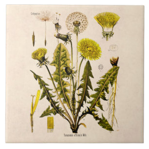 Vintage 1800s Yellow Dandelion Gone to Seed Floral Ceramic Tile