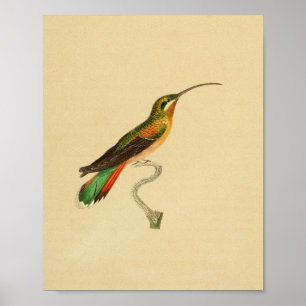 Vintage 1830 Hummingbird Print
