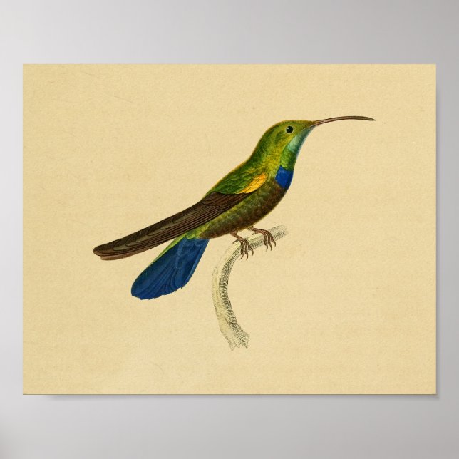 Vintage 1830 Hummingbird Print Blue Green (Front)