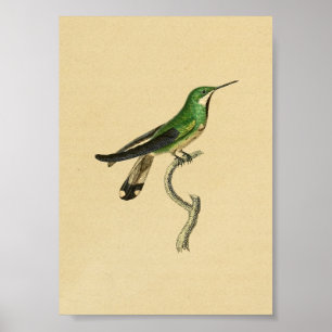 Vintage 1830 Hummingbird Print Green