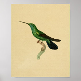 Vintage 1830 Hummingbird Print Green Black