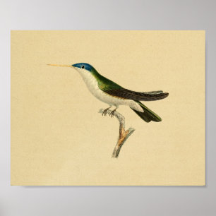 Vintage 1830 Hummingbird Print Green Blue