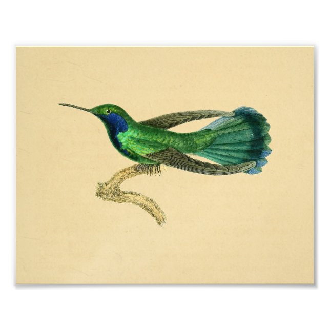 Vintage 1830 Hummingbird Print Green Blue (Front)