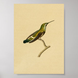 Vintage 1830 Hummingbird Print Green Orange
