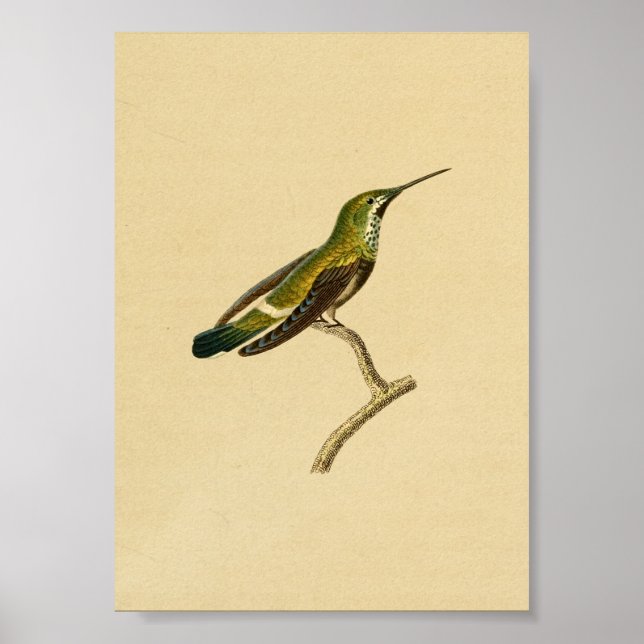 Vintage 1830 Hummingbird Print Green Orange (Front)