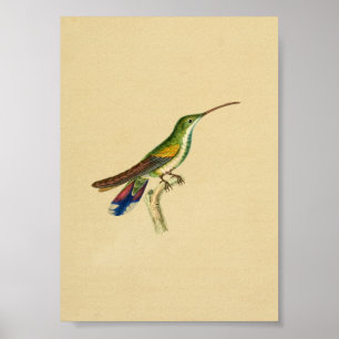 Vintage 1830 Hummingbird Print Red Blue