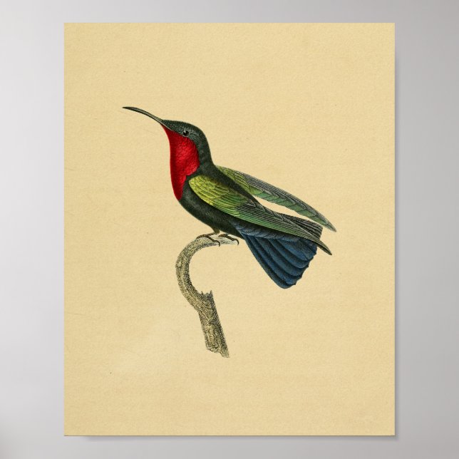 Vintage 1830 Hummingbird Print Red Blue (Front)
