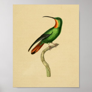 Vintage 1830 Hummingbird Print Red Green