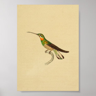 Vintage 1830 Hummingbird Print Red Green