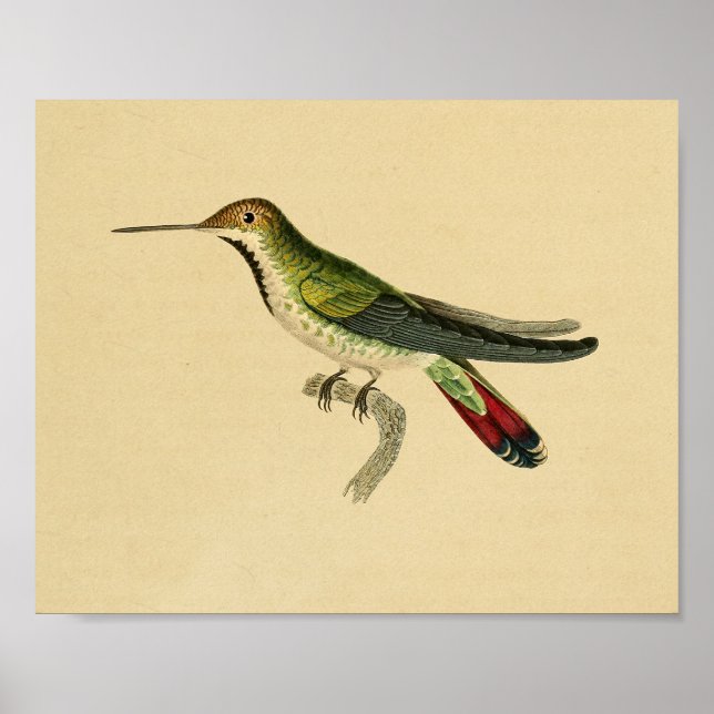 Vintage 1830 Hummingbird Print Red Green (Front)