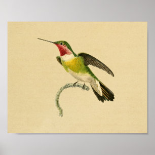 Vintage 1830 Hummingbird Print Red Green