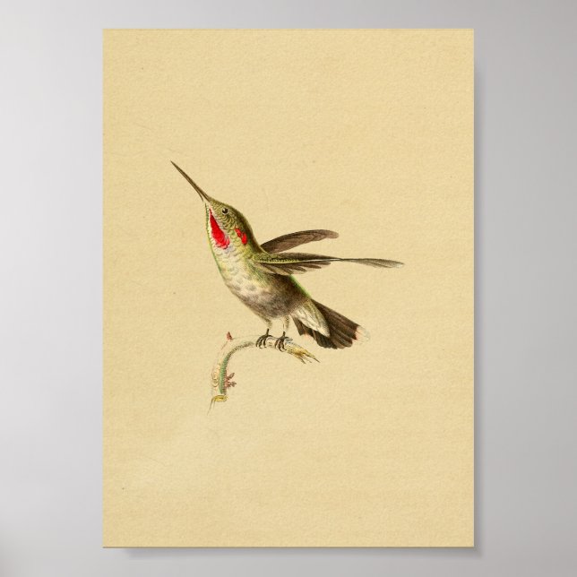 Vintage 1830 Hummingbird Print Red Throated (Front)