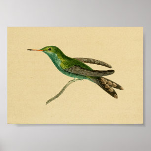 Vintage 1830 Hummingbird Print Turquoise