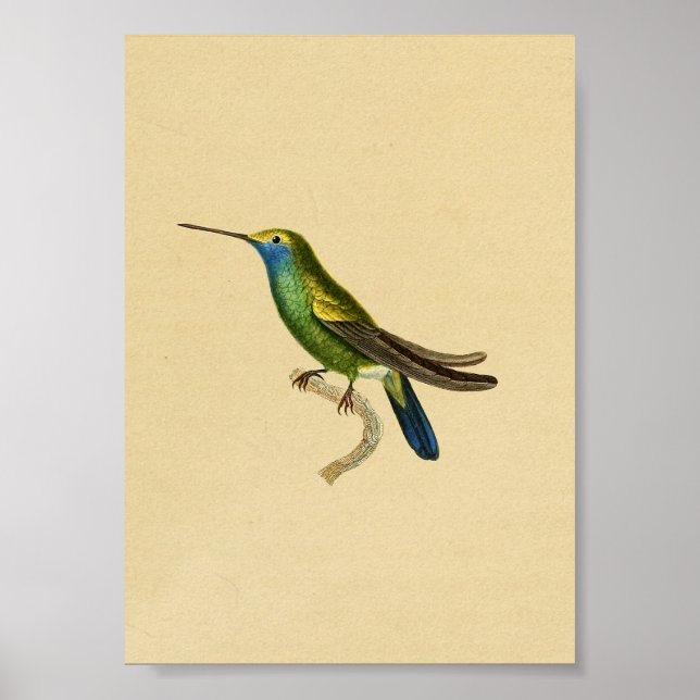 Vintage 1830 Hummingbird Print Yellow Blue (Front)