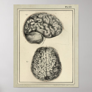 Vintage 1831 Brain Anatomy Print