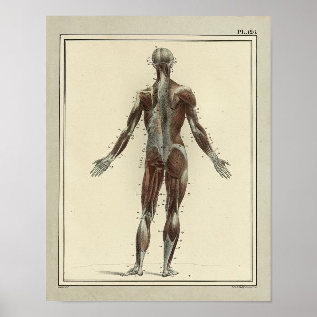 Vintage 1831 Muscles Posterior Anatomy Print (Front)