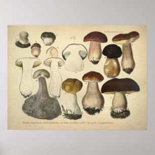 Vintage 1831 Mushroom Variety Brown Cap Print