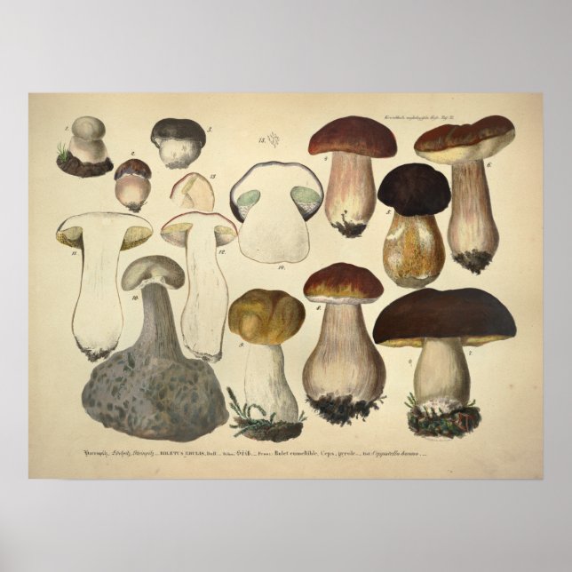 Vintage 1831 Mushroom Variety Brown Cap Print (Front)