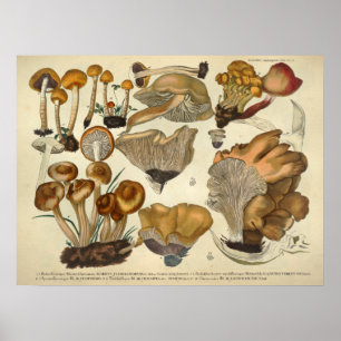Vintage 1831 Mushroom Variety Brown Fungus Print