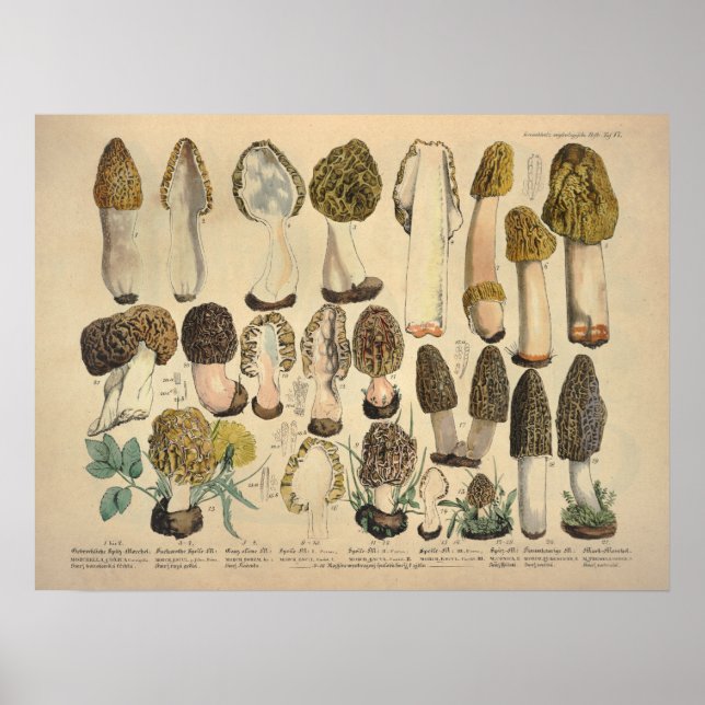 Vintage 1831 Mushroom Variety Green Brown Print (Front)