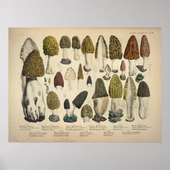 Vintage 1831 Mushroom Variety Green Brown Print (Front)