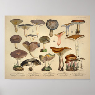 Vintage 1831 Mushroom Variety Green Brown Print