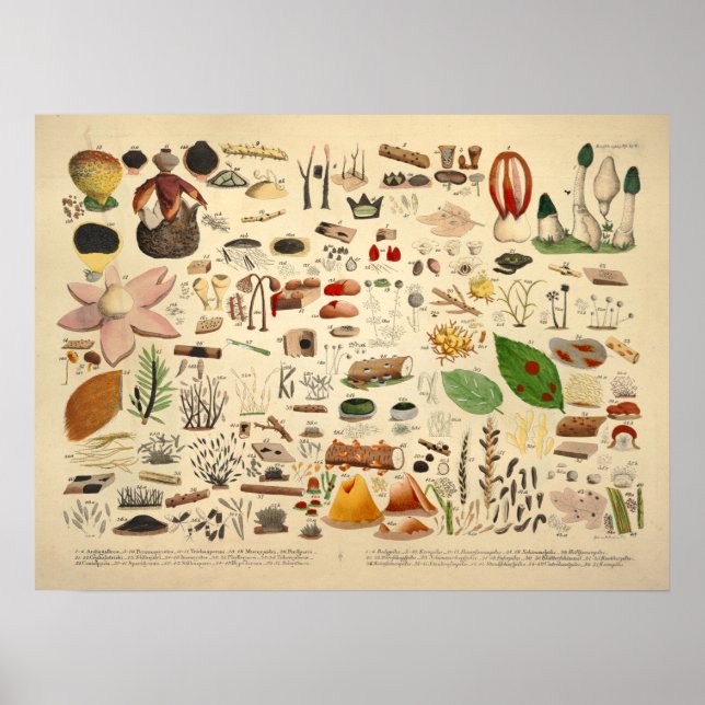 Vintage 1831 Mushroom Variety Green Yellow Print (Front)