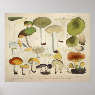 Vintage 1831 Mushroom Variety Green Yellow Print