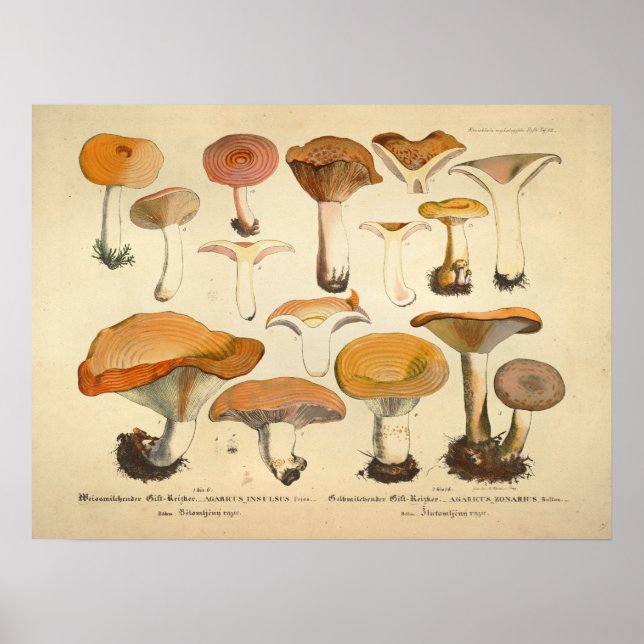 Vintage 1831 Mushroom Variety Orange Yellow Print (Front)