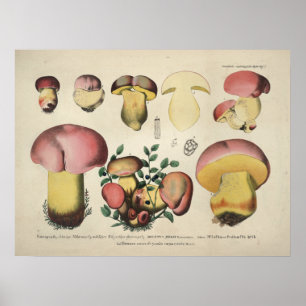 Vintage 1831 Mushroom Variety Pink Yellow Print