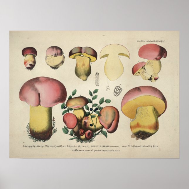 Vintage 1831 Mushroom Variety Pink Yellow Print (Front)