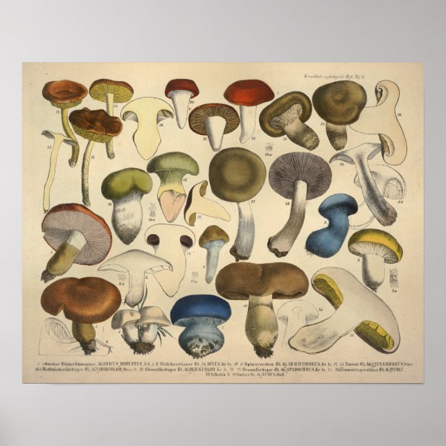 Vintage 1831 Mushroom Variety Red Blue Print (Front)