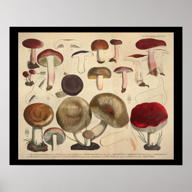 Vintage 1831 Mushroom Variety Red Brown Print (Front)