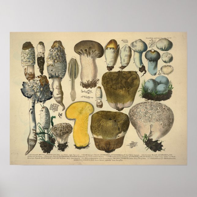 Vintage 1831 Mushroom Variety Yellow Brown Print (Front)