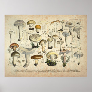 Vintage 1831 Mushroom Variety Yellow Brown Print