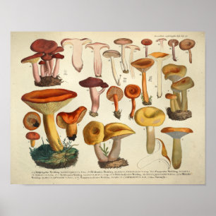 Vintage 1831 Mushroom Variety Yellow Brown Print