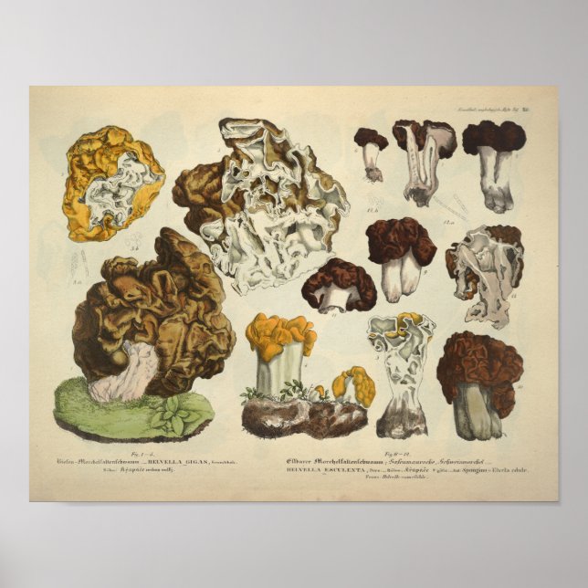 Vintage 1831 Mushroom Variety Yellow Brown Print (Front)