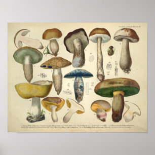 Vintage 1831 Mushroom Variety Yellow Green Print