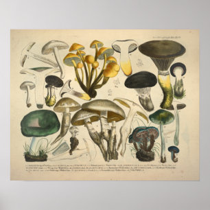 Vintage 1831 Mushroom Variety Yellow Green Print