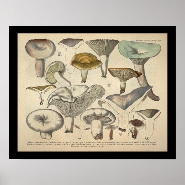 Vintage 1831 Mushroom Variety Yellow Green Print (Front)