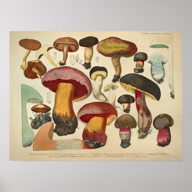 Vintage 1831 Mushroom Variety Yellow Red Print (Front)