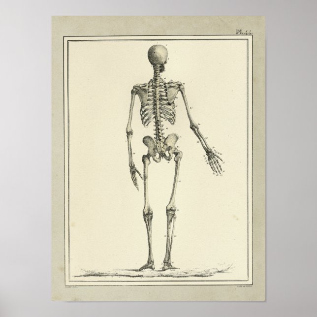 Vintage 1831 Skeleton Anatomy Print (Front)