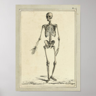 Vintage 1831 Skeleton Anatomy Print