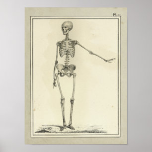 Vintage 1831 Skeleton Anatomy Print