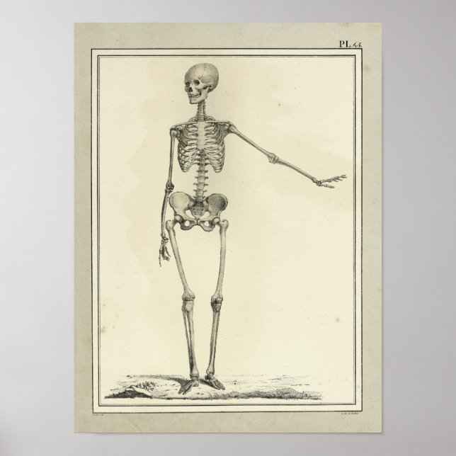Vintage 1831 Skeleton Anatomy Print (Front)