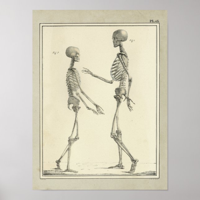Vintage 1831 Skeleton Anatomy Print (Front)